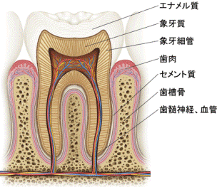 歯の断面